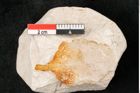 Foto (Detailansicht) von Plantae indet.  (NHMW-GEO-2024-0188-10387)